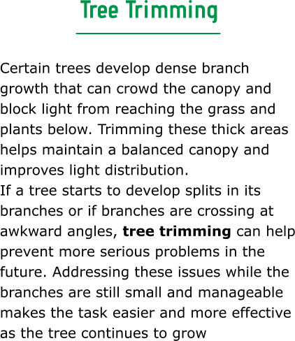 Tree Trimming  Certain trees develop dense branch growth that can crowd the canopy and block light from reaching the grass and plants below. Trimming these thick areas helps maintain a balanced canopy and improves light distribution. If a tree starts to develop splits in its branches or if branches are crossing at awkward angles, tree trimming can help prevent more serious problems in the future. Addressing these issues while the branches are still small and manageable makes the task easier and more effective as the tree continues to grow