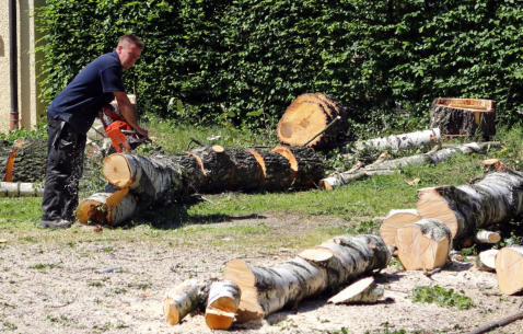 This is a picture of a tree trimming project by NWA Brothers Tree Service in Springdale, Arkansas.
